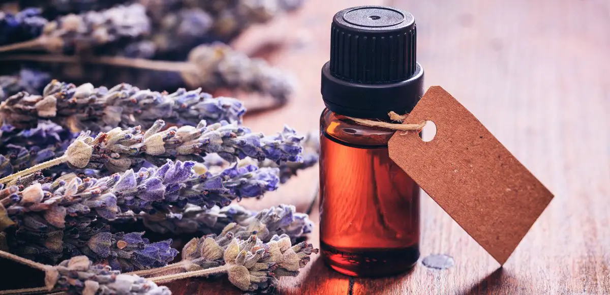 Why Can Lavender Repel Moths?
