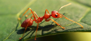 Are ants dangerous