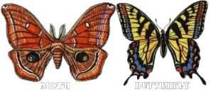 Moth Vs Butterfly