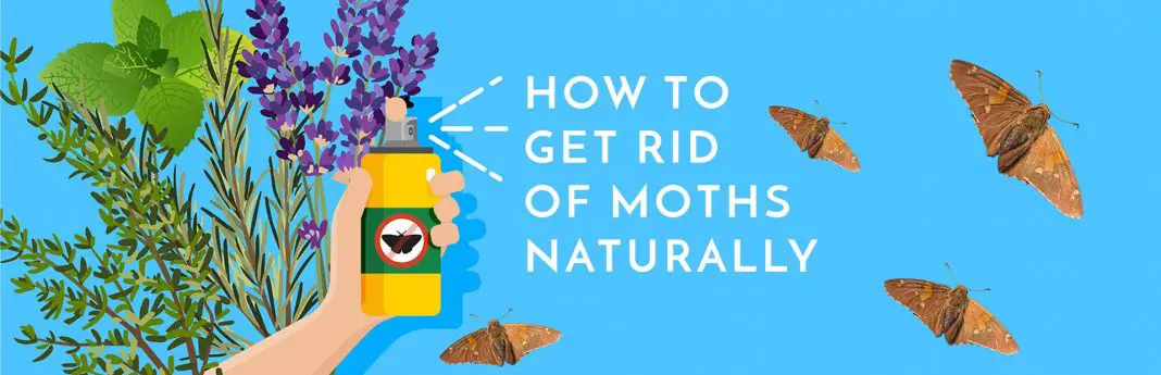 how to get rid of moths naturally