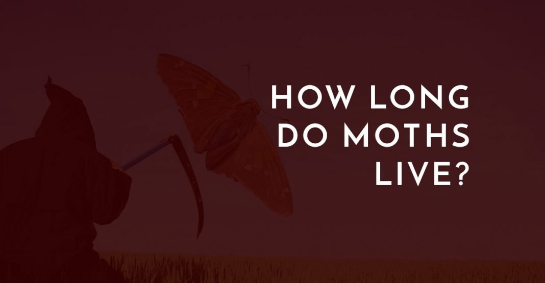 how long do moths live