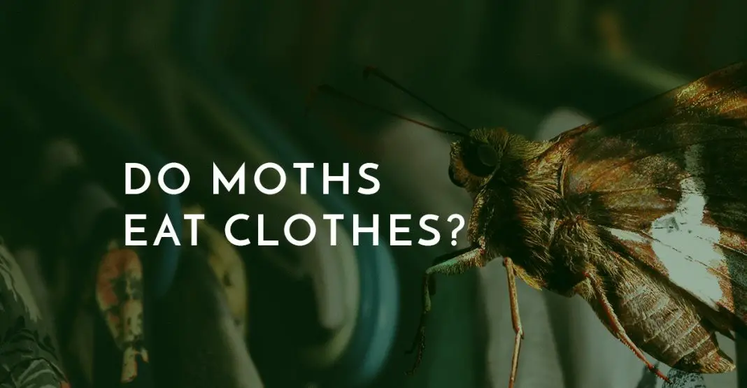 Do moths eat clothes?