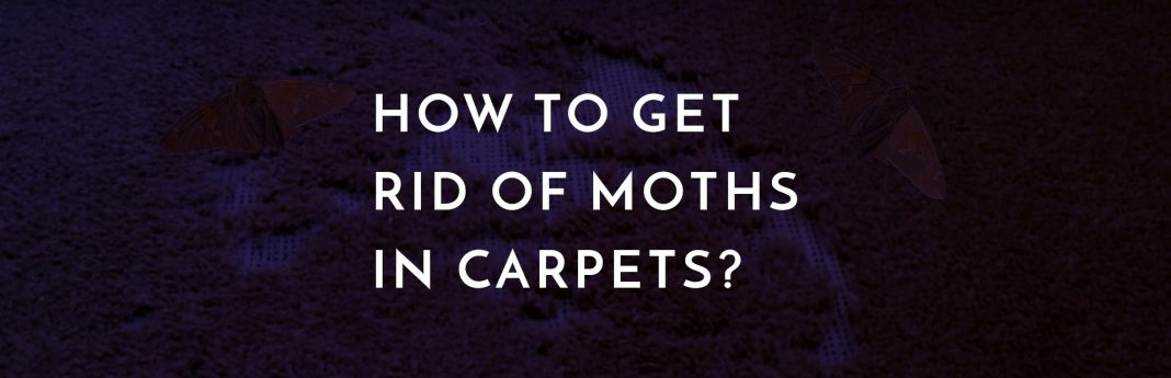 How to get rid of moths in carpets