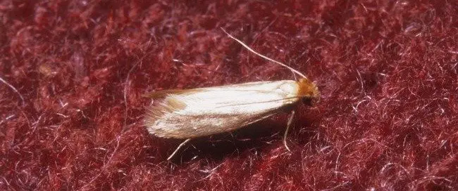 Carpet Eating Moths - Carpet Vidalondon