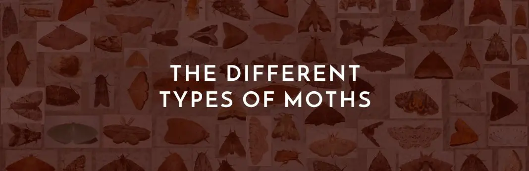 Different Types Of Moths