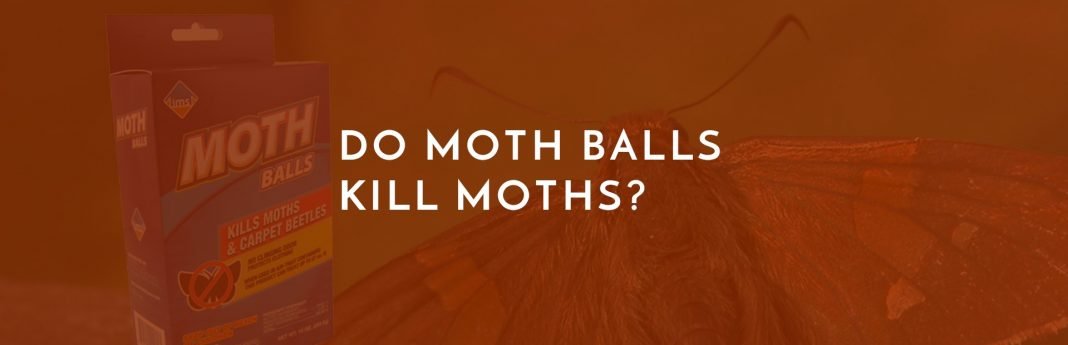 Do Moth Balls Kill Moths