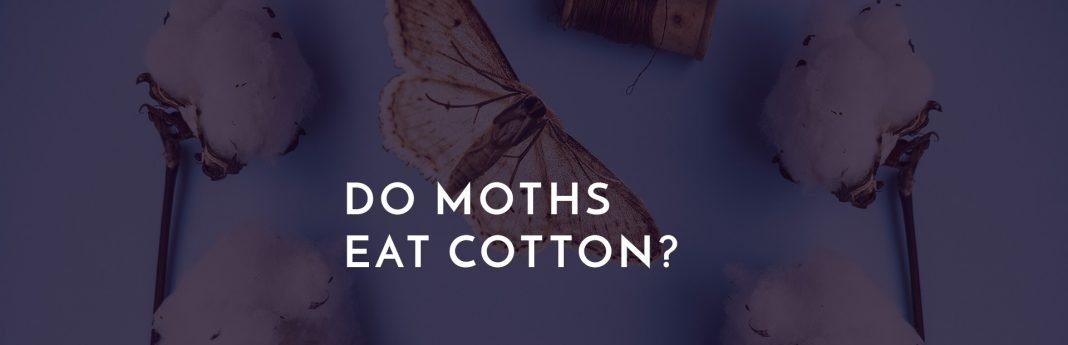 Do Moths Eat Cotton
