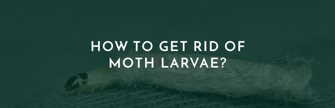 How To Get Rid Of Moth Larvae?