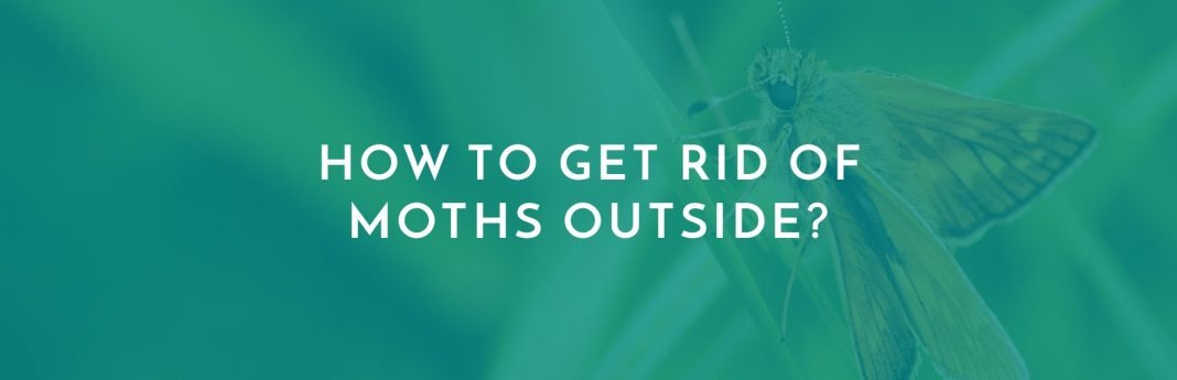 how to get rid of moths outside