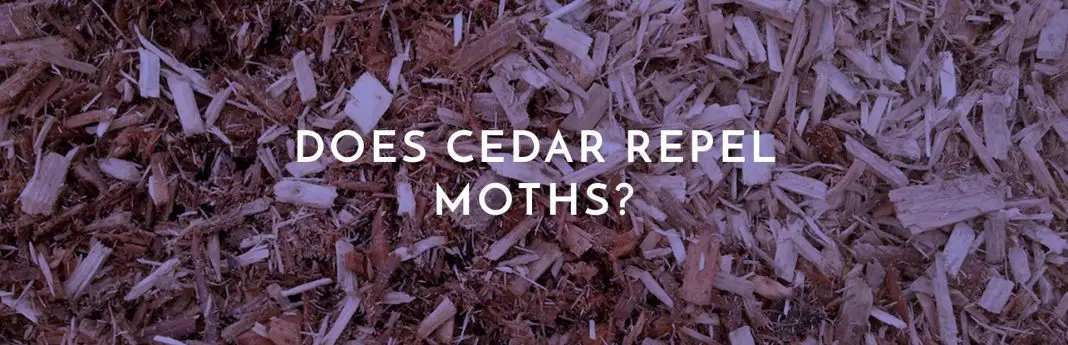 does cedar repel moths