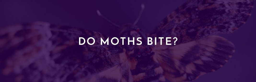 Do Moths Bite