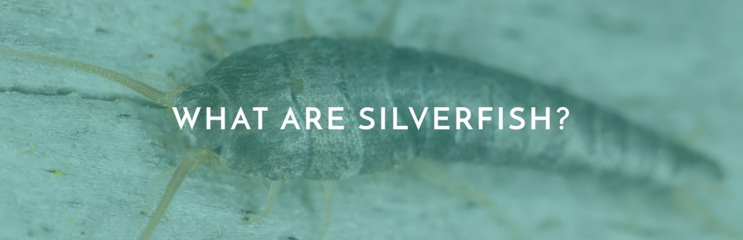 what are silverfish