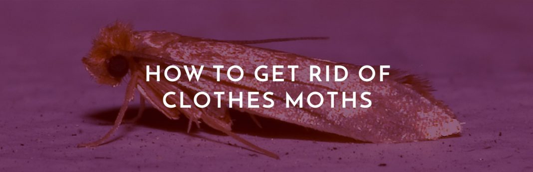 how to get rid of clothes moths