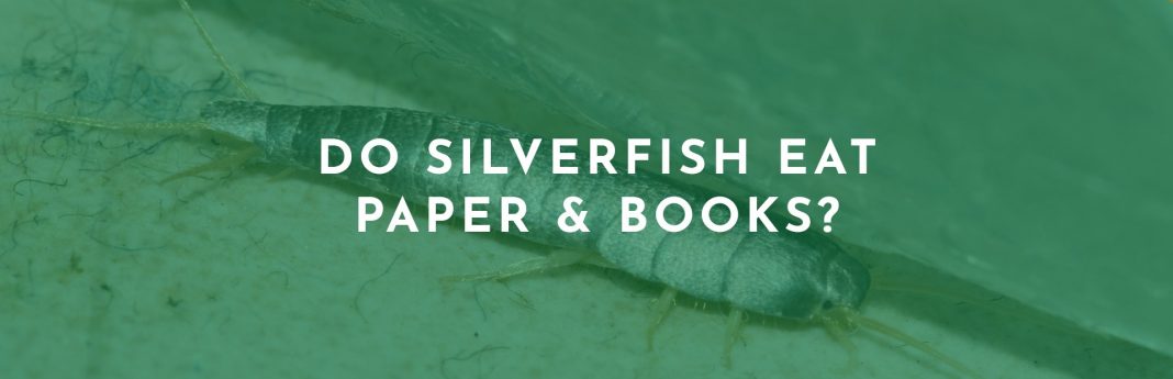 do silverfish eat paper