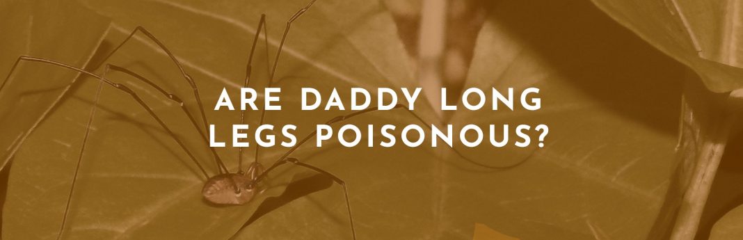 Are Daddy Long Legs Poisonous