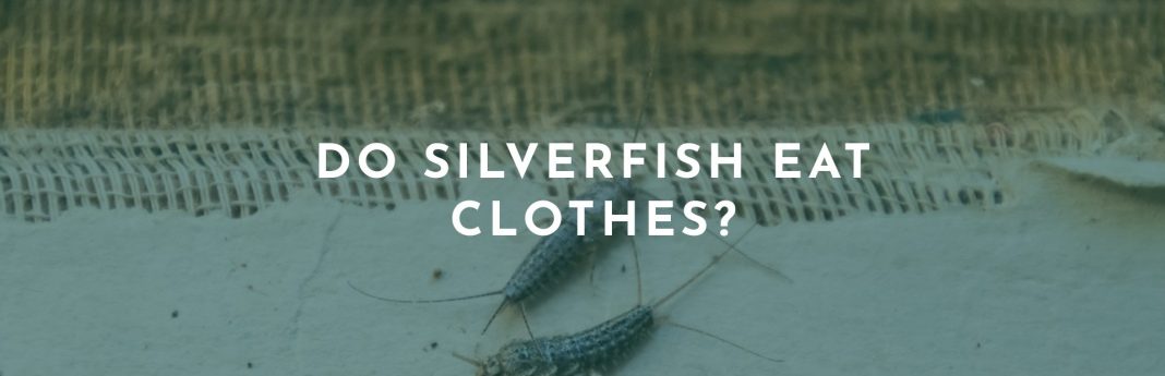 Do Silverfish Eat Clothes?