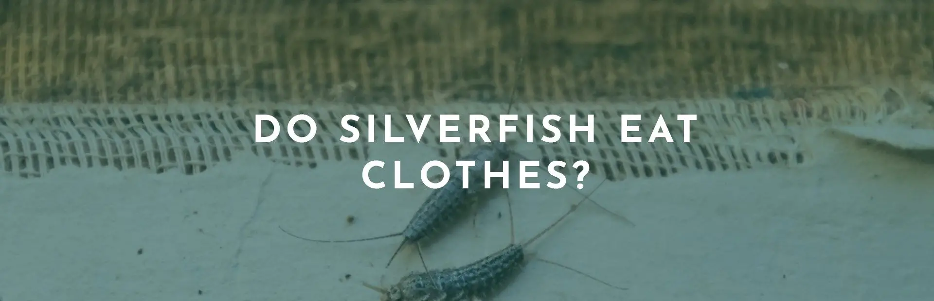 Do Silverfish Eat Clothes? Pest Republic The Ultimate
