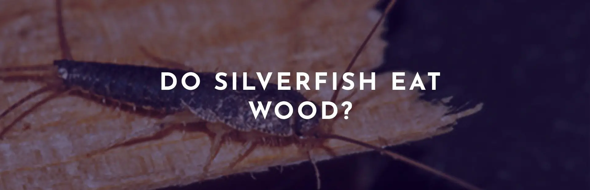 Do Silverfish Eat Wood? Pest Republic The Number One