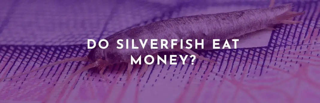 do silverfish eat money?