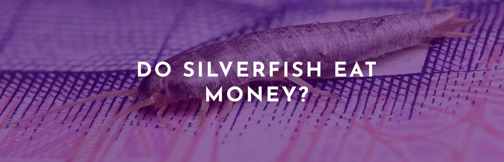 Do Silverfish Eat Money? How to keep your money safe