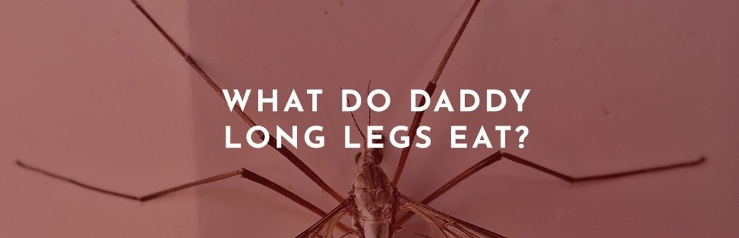 What Do Daddy Long Legs Eat