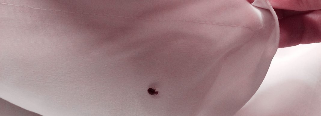 What Causes Bed Bugs