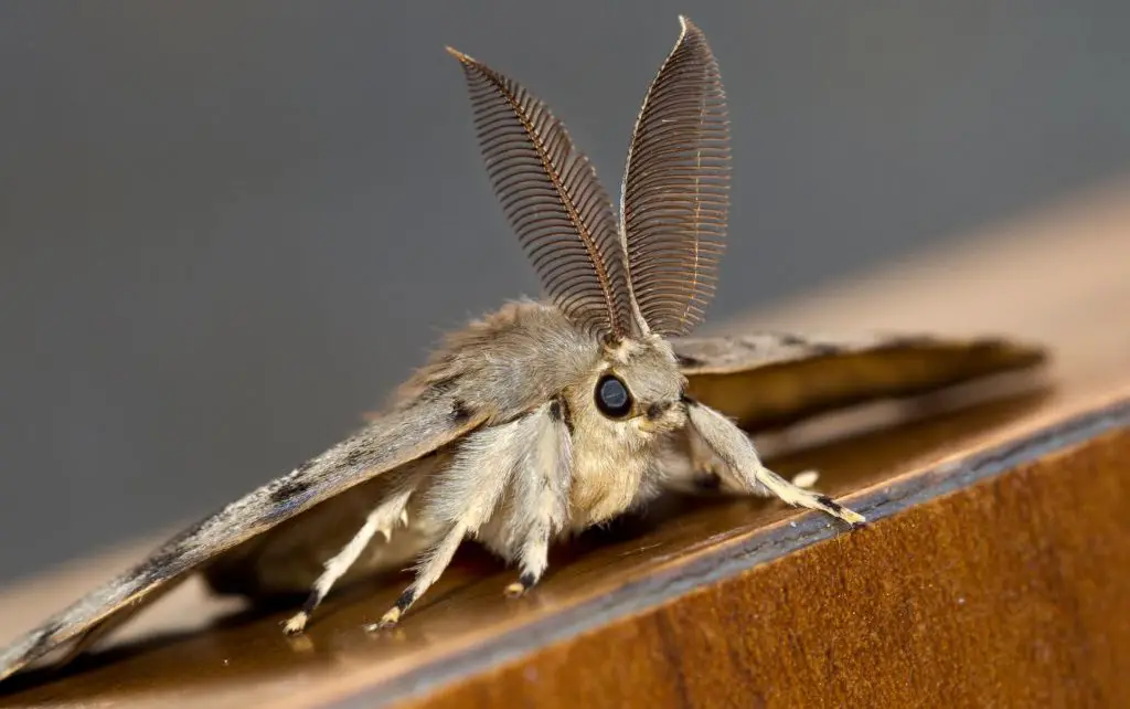 Are moths dangerous