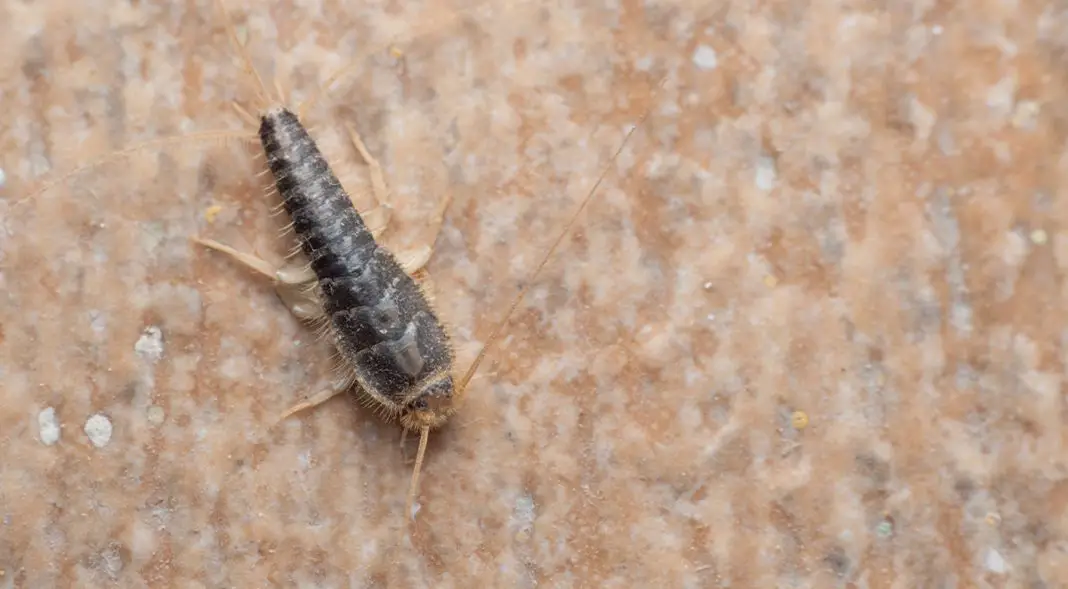 Should I Be Worried If I Have Silverfish?