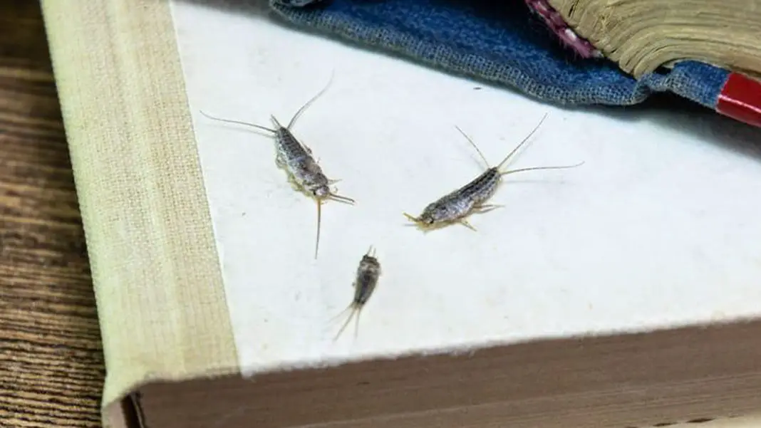 How Many Silverfish Is An Infestation