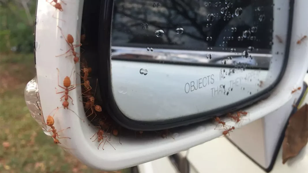 How To Get Ants Out Of Your Car