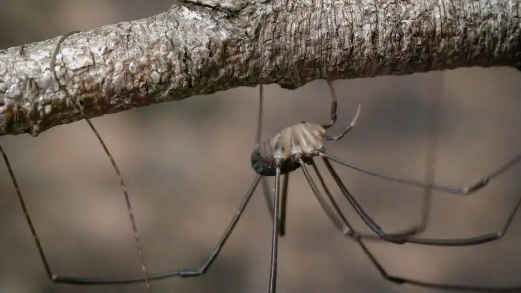 Can A Daddy Long Legs Bite Kill You?