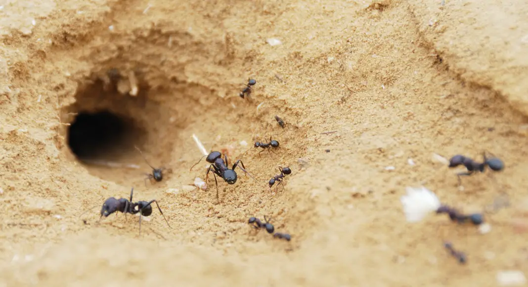 Where Do Ants Live