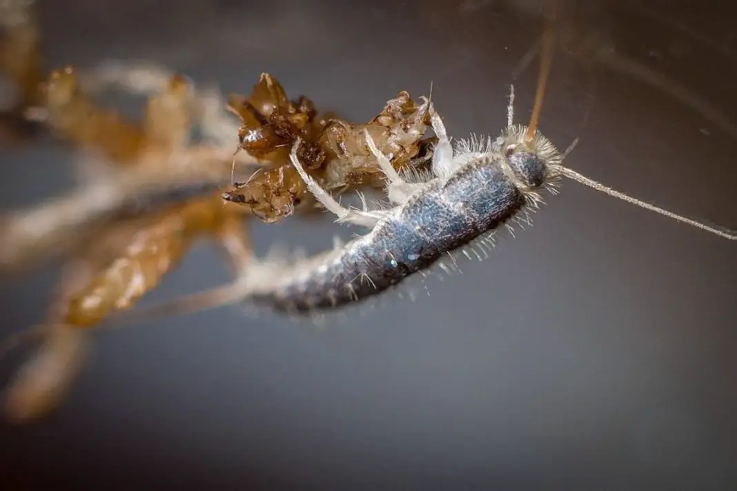 How To Get Rid Of Silverfish In Carpet